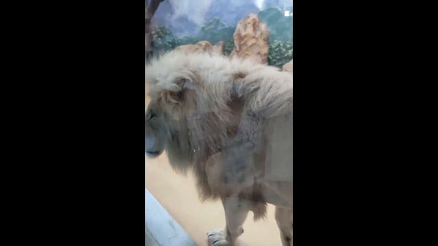 Зоопарк река Замбези Казань