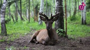 В «Кузнецкий Алатау» без денег