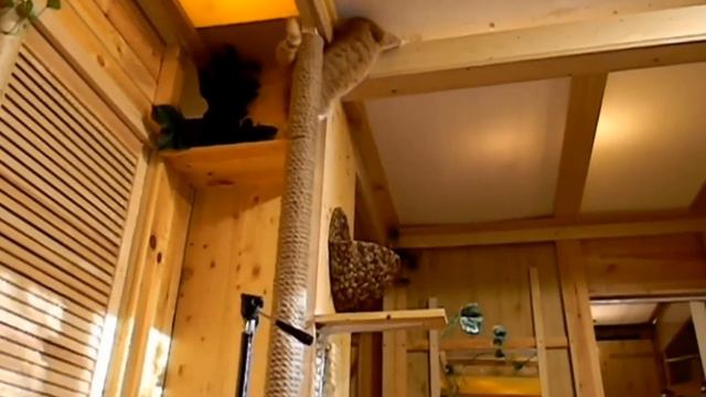 зоогостиница "ДЖУНГЛИ ДЛЯ КОТОВ" - кот на крыше смотреть онлайн