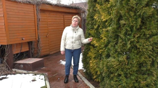 ОСНОВНЫЕ ПРАВИЛА ВЕСЕННЕГО УХОДА ЗА ХВОЙНЫМИ | Природа будущего