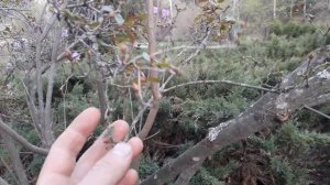 Рододендрон даурский, апрель. Сибирь. Небольшой обзор