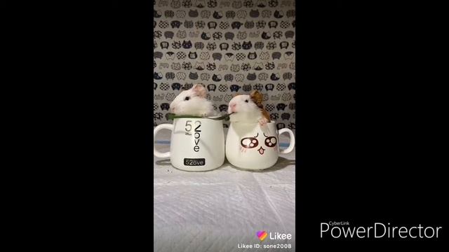 Тренируйся коты к бою смотреть онлайн