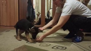 Дай лапу, Капе 2мес. и 3 дня.mp4