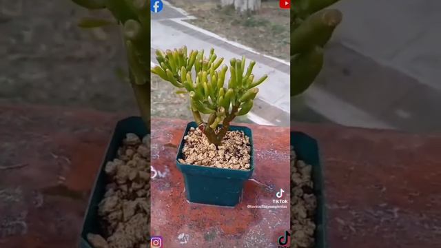 crassula ovata Gollum (OREJA SHREK