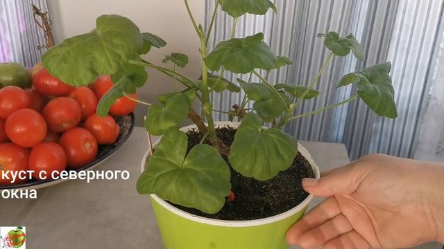 Результат осенней формировки зональной пеларгонии смотреть онлайн