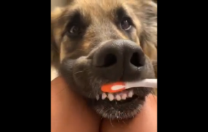 Пёс любит чистить зубы