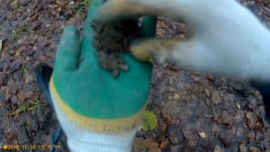 Коп .Что ищется в лесах ближнего Подмосковья у МКАД.Металлоискатель Фортуна М3.