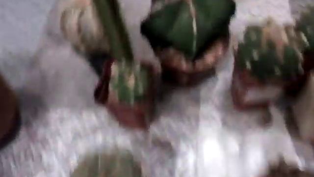 Astrophytum myriostigma. Астрофитум мириостигма в моём доме. смотреть онлайн