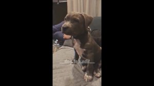 /Подборка видео из Тик тока/ ?Американский стаффордширский терьер-Стафф?