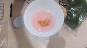 Антуриум. Посадка Семенами.