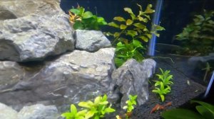 A Day at the nook. New Emerald Rasbora spawning tank.