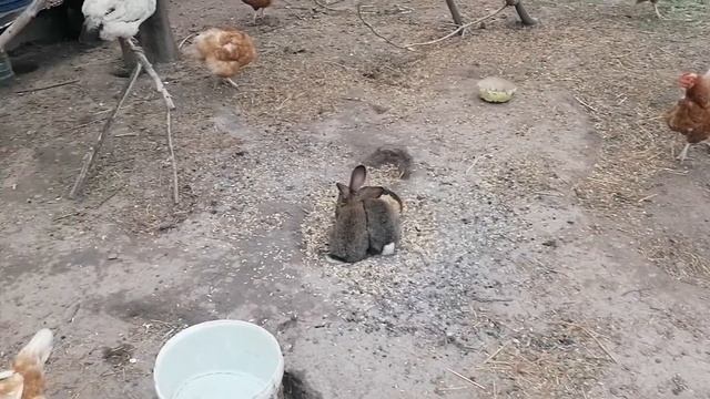 ? Петух обижал ? кроликов. И....... смотреть онлайн
