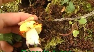 Russula aurea