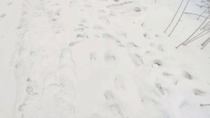 Зимняя рыбалка р.Дейма Калининградская область.