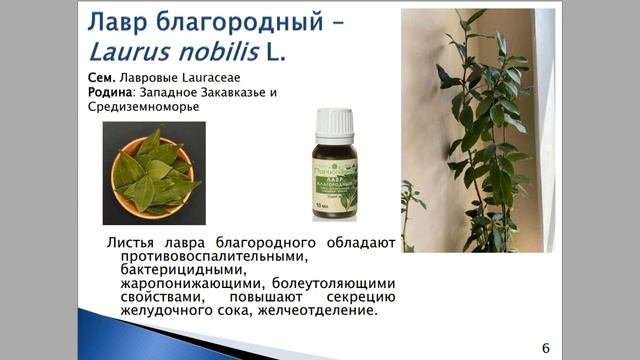 ЛЕКАРСТВЕННЫЕ И ПИЩЕВЫЕ РАСТЕНИЯ ЗИМНЕГО САДА КАФЕДРЫ ФАРМАКОГНОЗИИ