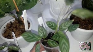 КОМНАТНЫЕ ЦВЕТЫ.МОИ МАРАНТОВЫЕ.