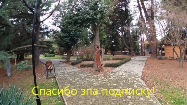 Мимоза необыкновенная и другие фикусы после мороза!?ЛАЗАРЕВСКОЕ СЕГОДНЯ?СОЧИ.