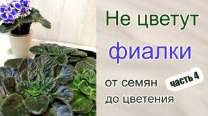 Не цветут фиалки (сенполии). Сеянцы фиалок от семян до цветения. Часть 4.