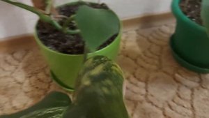 Монстера Yellow Splash: моё разочарование года