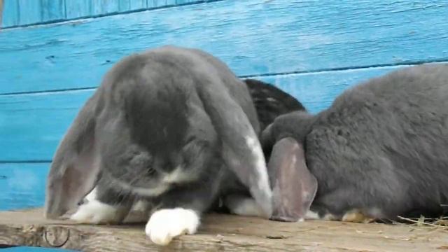 Французские бараны, крольчата окрас белоухие смотреть онлайн