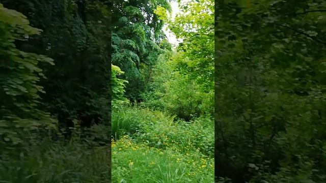 Ирландский лес смотреть онлайн