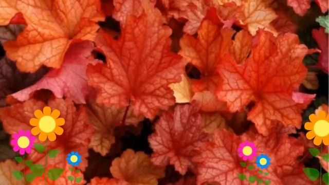 Гейхера гибридная Паприка (Paprica). Краткий обзор, описание характеристик, где купить саженцы смотреть онлайн