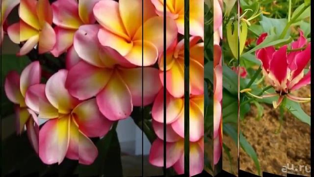 Привезли новое растение из отпуска??? О чем нужно знать, привозя домой экзота. смотреть онлайн