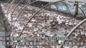 ШИИТАКЕ в Китае, технологиии выращивания грибов от крестьян Поднебесной