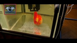 DISCUS#Разведение ДИСКУСОВ "Красных Валентинов"