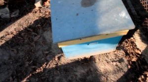 Подкормка пчел медом. Подкормка пчел зимой медом.