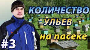 Сколько ульев на пасеке нужно иметь начинающему пчеловоду. Любительская и коммерческая пасеки.