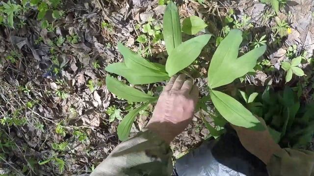 А Вы знаете,как растёт черемша и как её собирают? смотреть онлайн