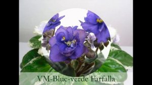 Мои сеянцы сенполий, или что получается при опылении сенполий