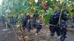 Ультраранний виноград Бруно и его недостатки в этом сезоне