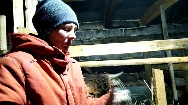 Коза с козлёнком.Корова тихушница.В охоте ,или нет?Как это понять смотреть онлайн