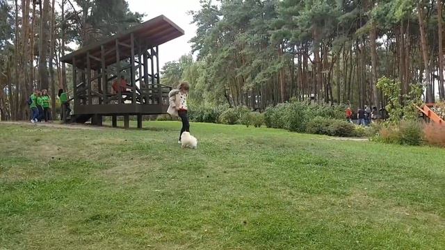 Мой кремовый  шпиц! Cream pomeranian pappy))
