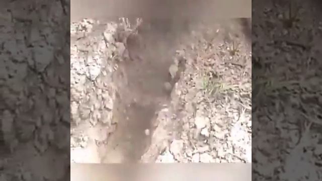 Рыба спящая в земле-Протоптер. смотреть онлайн