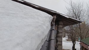 Кошка на крыше, боится спустится! Пытаюсь помочь. Будни Олег.