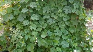 Посадка черенков винограда