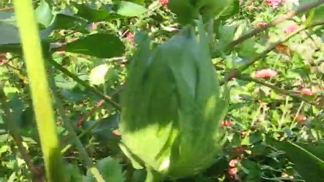 Как растет хлопок смотреть онлайн