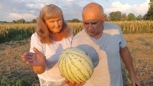 Вырастили САМЫЕ СЛАДКИЕ арбузы у себя на огороде