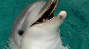 Animals and birds of the Arctic. Животные и птицы Арктики. Познавательное видео для детей