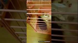 ДИХЛОФОС И КРЫСЫ