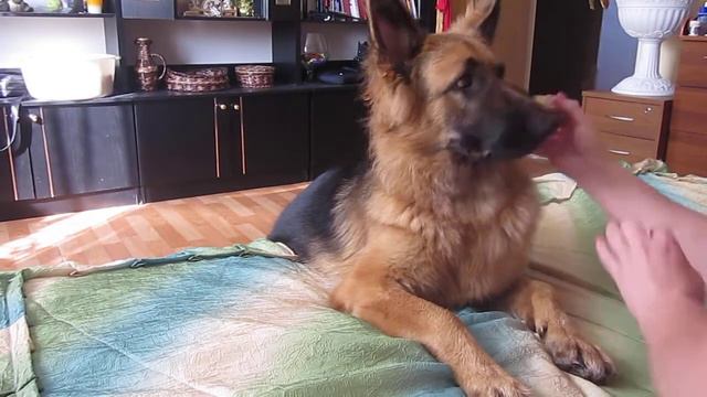 Утренний макияж немецкой овчарки!!! смотреть онлайн