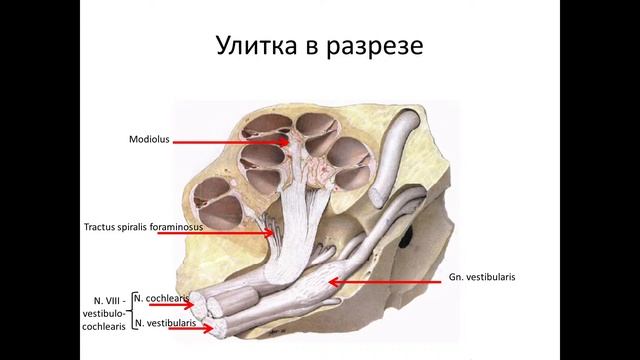 Орган слуха и равновесия. смотреть онлайн