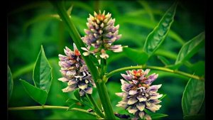 Солодка полезные свойства и противопоказания