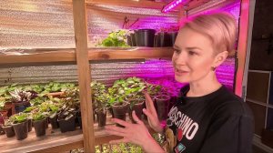 КУСТОВАЯ ПЕТУНИЯ РАСПИКИРОВАНА БИДЕНС УКОРЕНИЛСЯ