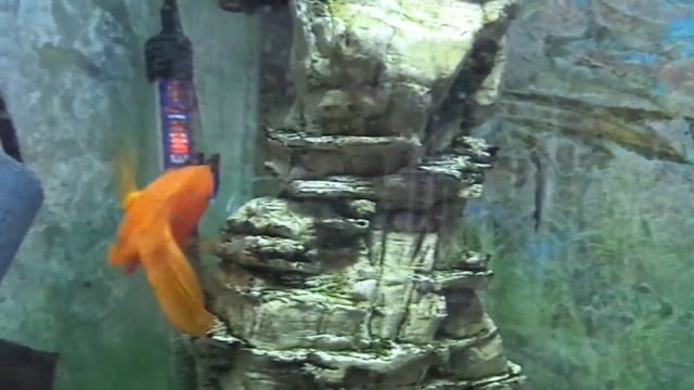 Подводное царство смотреть онлайн