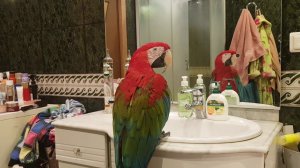 Попугай и зеркало. Попугай ара. Гиацинтовый Ара, какаду  Соломон, говорящий попугай,попугай говорит.