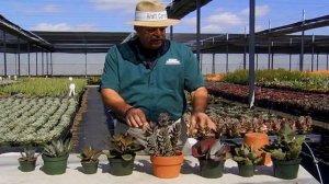 Succulent Kalanchoe Care Instructions.avi